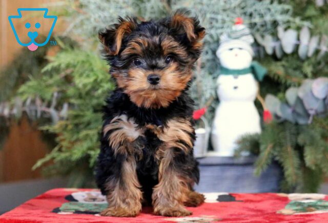 Shadow Yorkie image