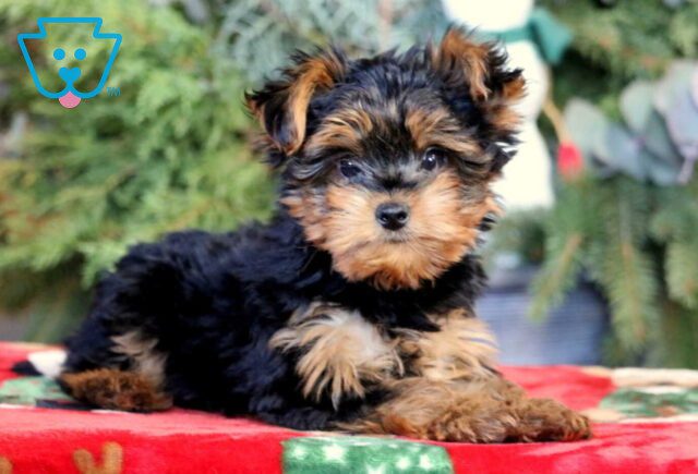 Shadow Yorkie2 image