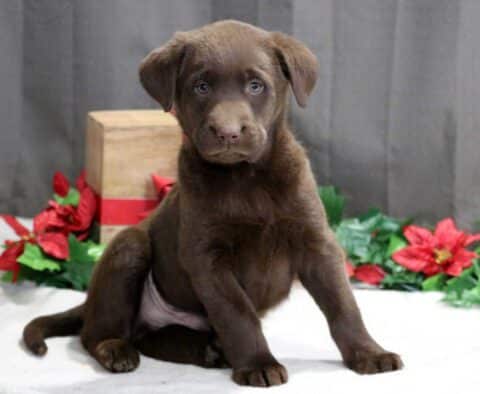 Shaggy Choc Lab2