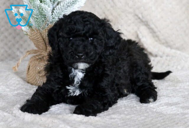 Shayla Mini Goldendoodle image