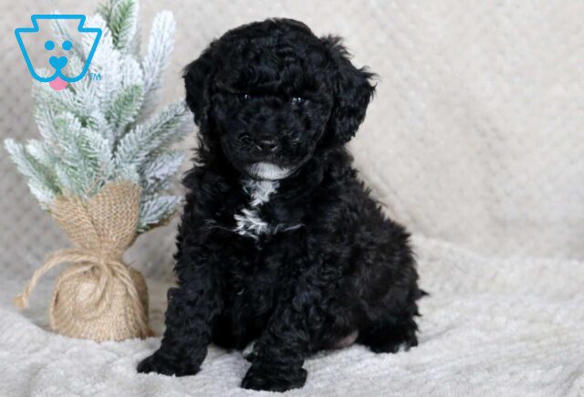 Shayla Mini Goldendoodle2 image