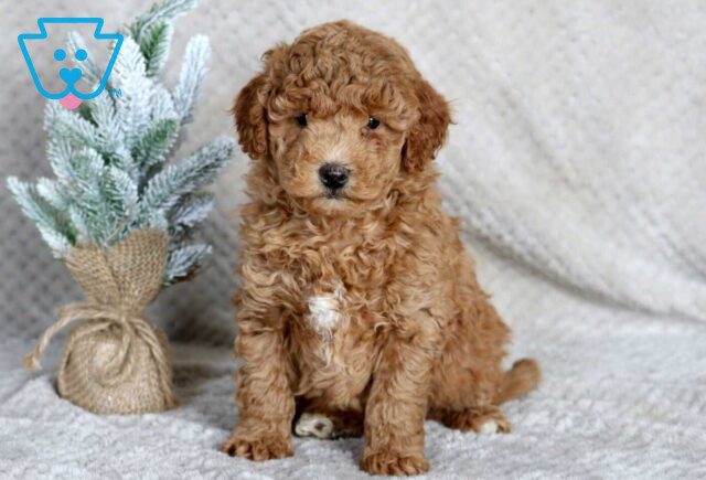 Shea Mini Goldendoodle image