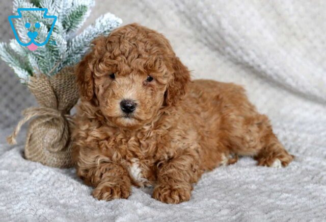 Shea Mini Goldendoodle2 image