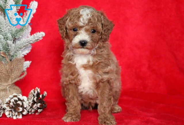 Sid Mini Poodle image