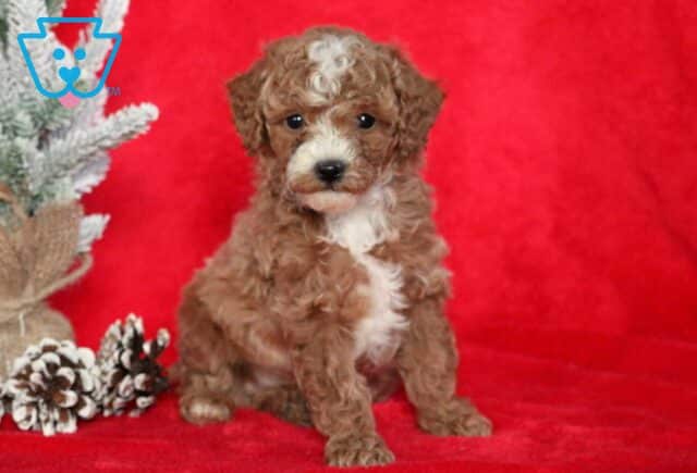 Sid Mini Poodle2 image