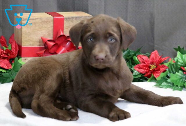 Siri Choc Lab image