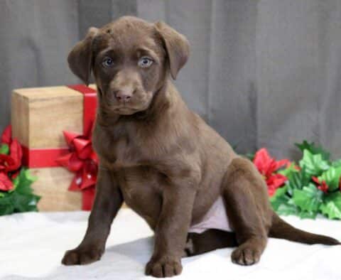 Siri Choc Lab2