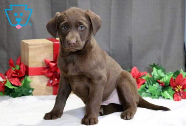 Siri Choc Lab2 image