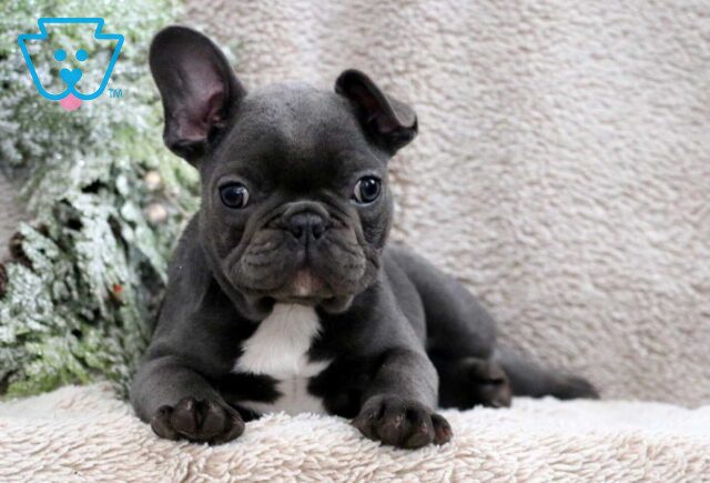 Siri French Bulldog2 image