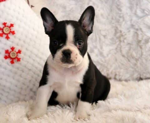 Skippy Frenchton2