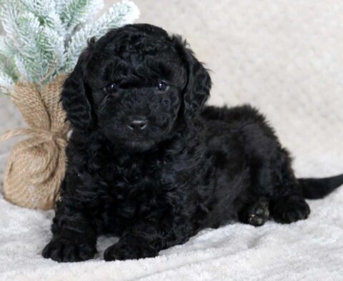 Skippy Mini Goldendoodle