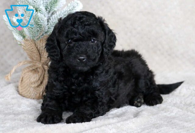 Skippy Mini Goldendoodle image