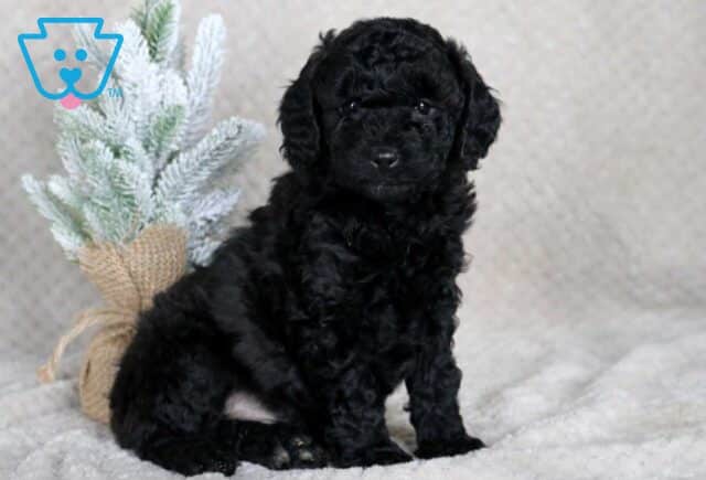 Skippy Mini Goldendoodle2 image