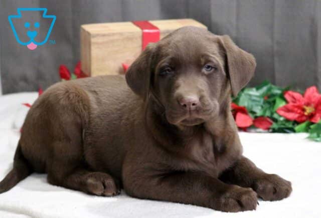 Snoopy Choc Lab image