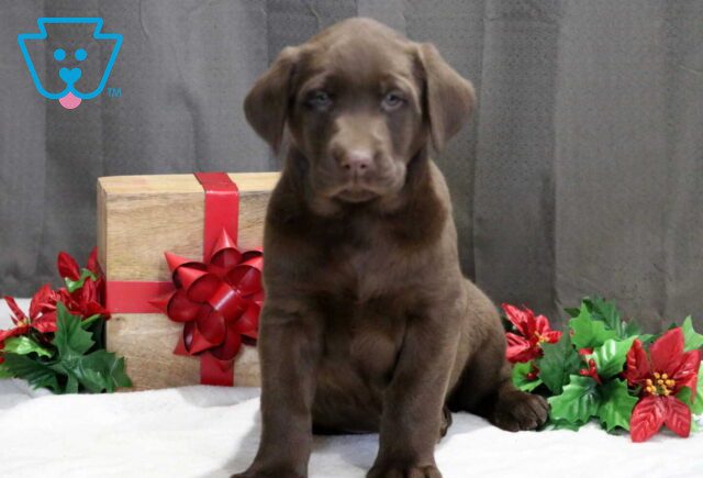Snoopy Choc Lab2 image