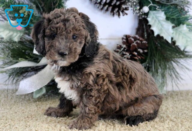Soldier Cockapoo image