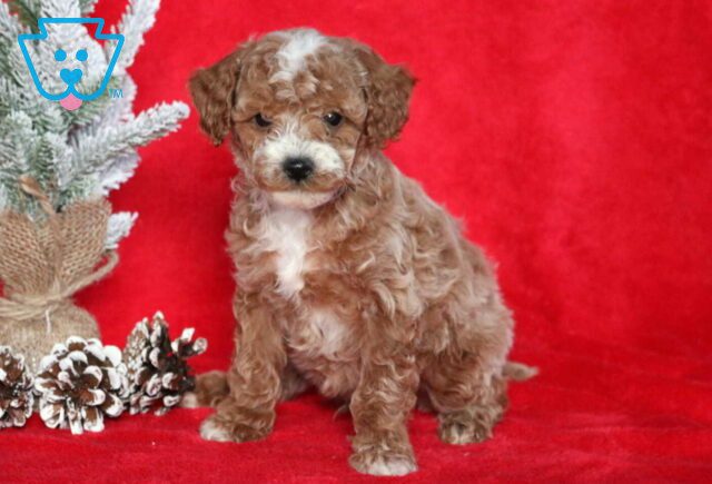 Sonny Mini Poodle image