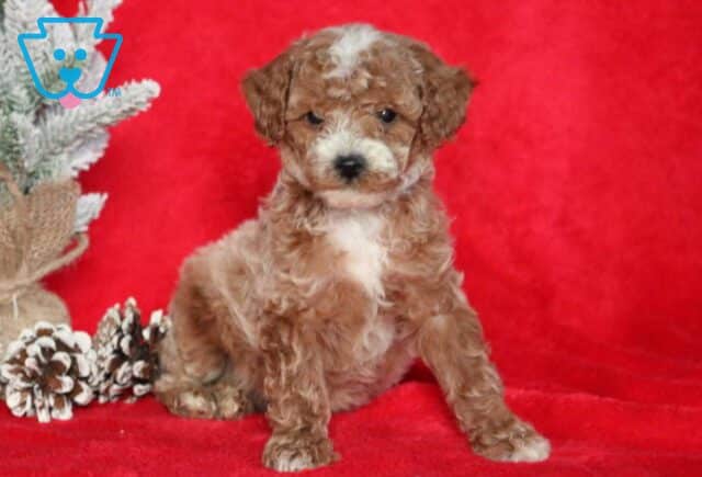 Sonny Mini Poodle2 image