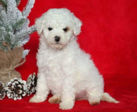 Sparkle Mini Poodle