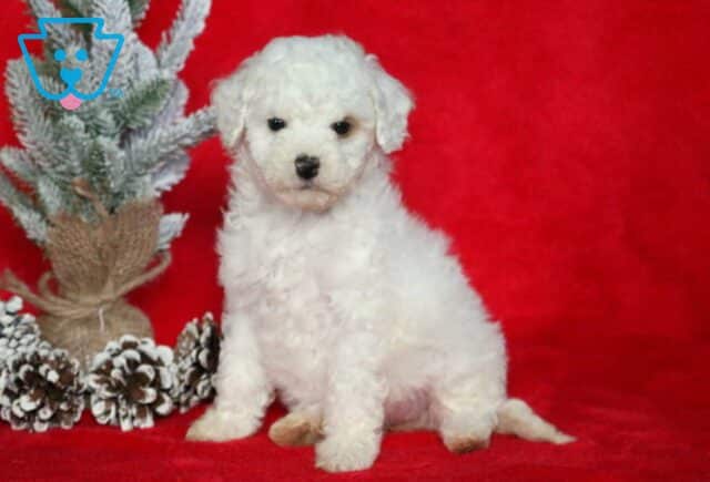 Sparkle Mini Poodle image