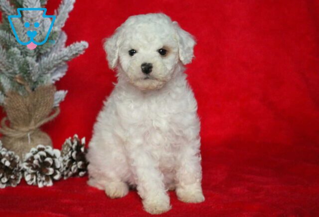 Sparkle Mini Poodle2 image
