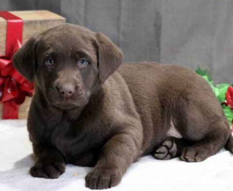 Sparky Choc Lab2