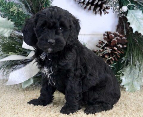 Starlight Cockapoo
