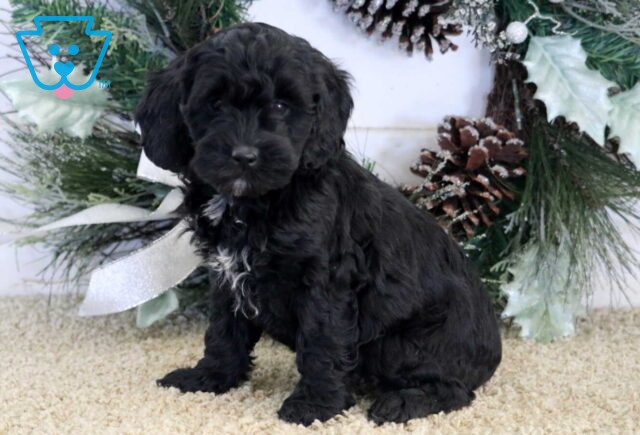 Starlight Cockapoo image