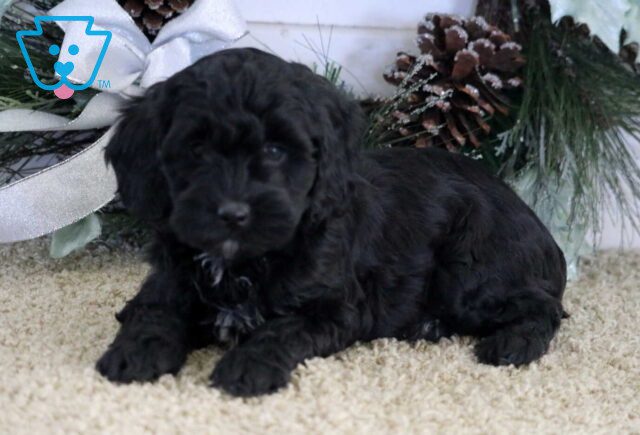 Starlight Cockapoo2 image