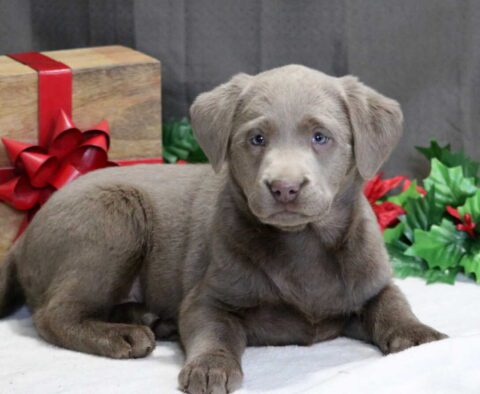 Strawberry Silver Lab2