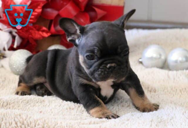 Stubby French Bulldog image