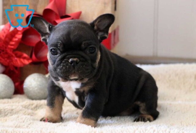 Stubby French Bulldog2 image