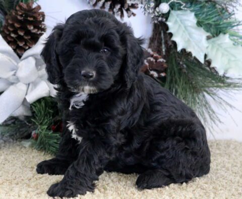 Sugar Cockapoo