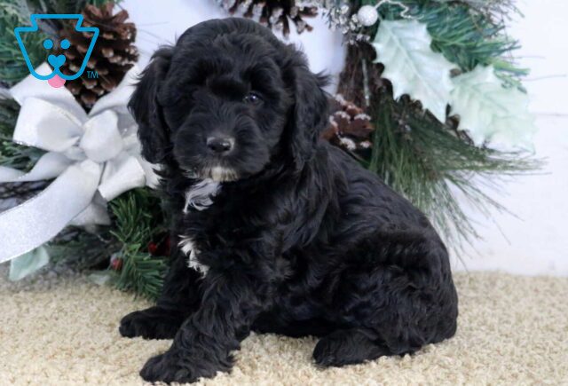 Sugar Cockapoo image