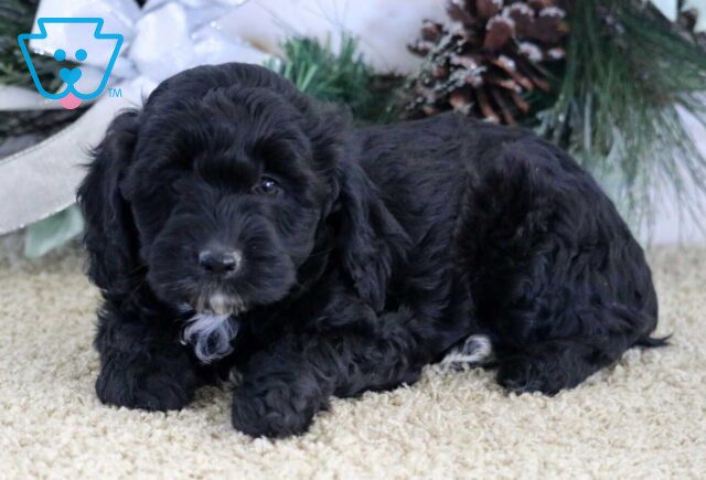Sugar Cockapoo2 image
