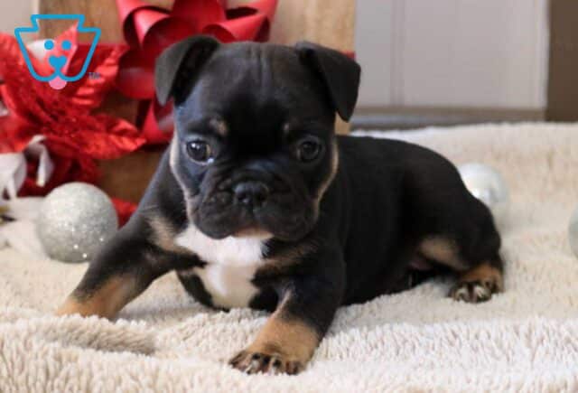 Sugar french Bulldog2 image