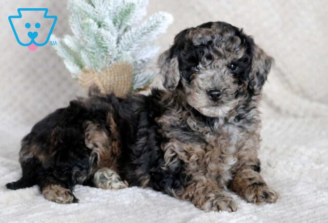 Suki Mini Goldendoodle image