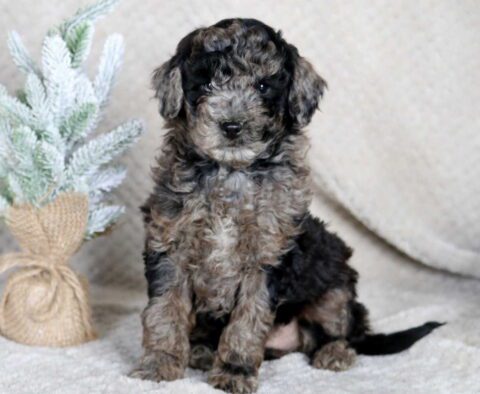 Suki Mini Goldendoodle2