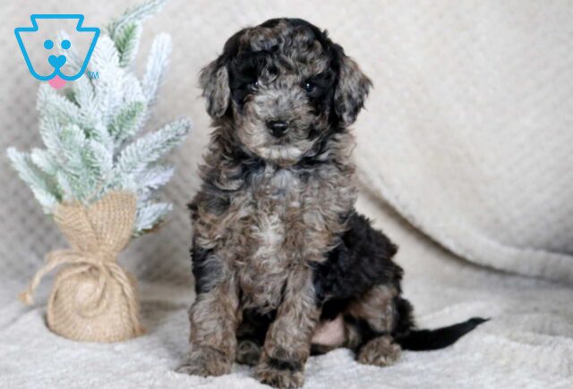 Suki Mini Goldendoodle2 image
