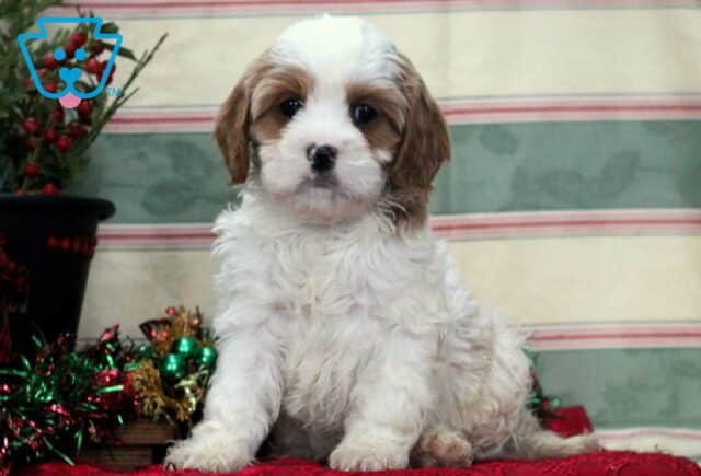 Taz Cavapoo image