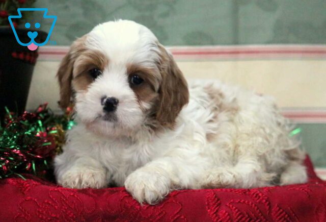 Taz Cavapoo2 image
