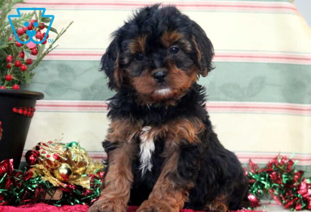 Teddy Cavapoo image