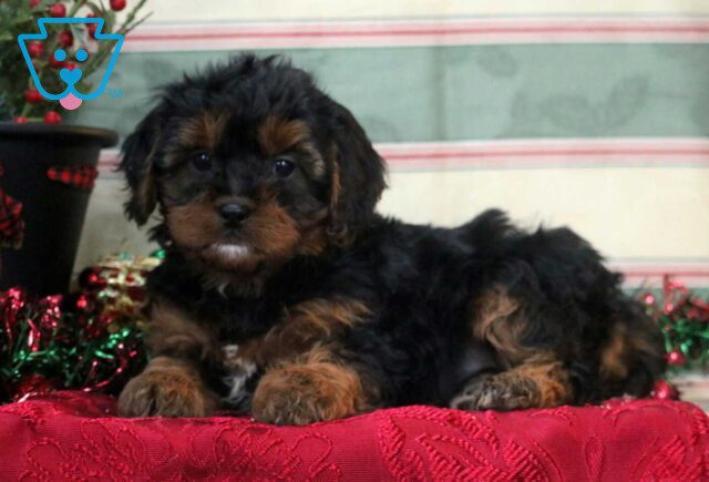 Teddy Cavapoo2 image