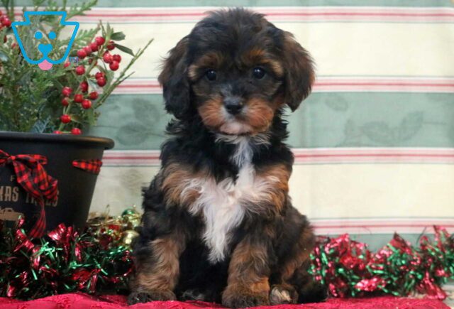 Tessa Cavapoo image