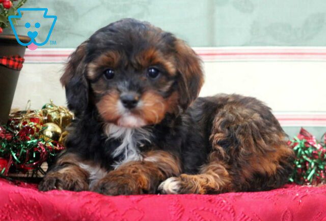 Tessa Cavapoo2 image