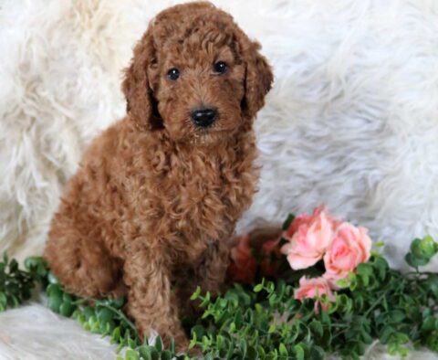 Tex Mini Poodle