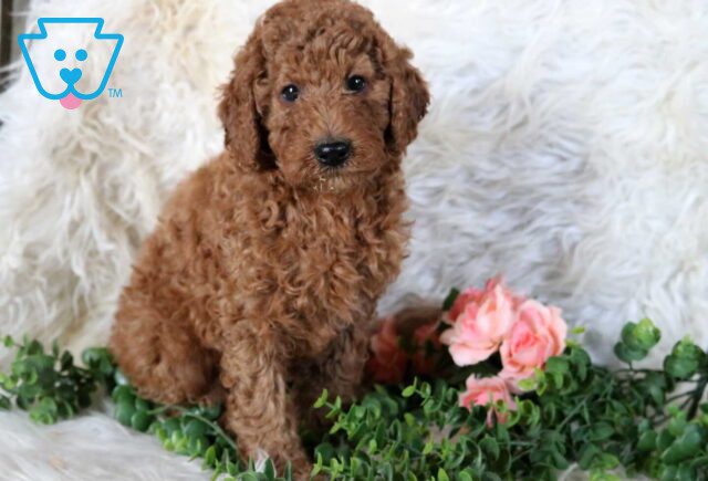 Tex Mini Poodle image