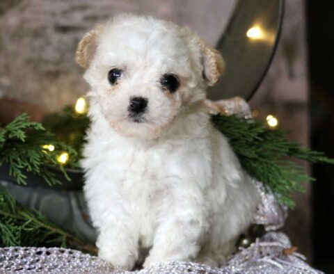 Thea Cavachon