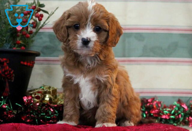 Theo Cavapoo image