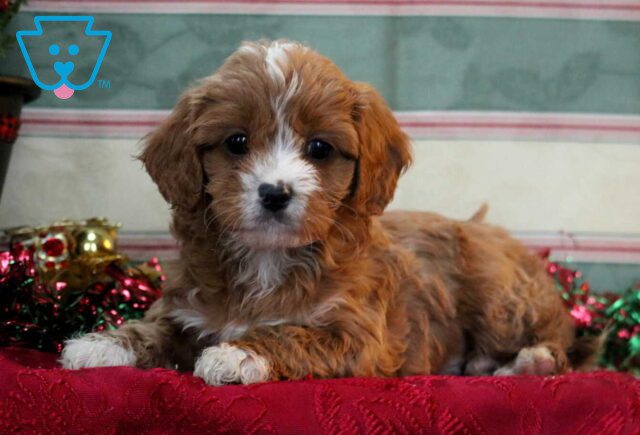 Theo Cavapoo2 image